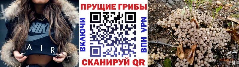 Галлюциногенные грибы Psilocybe  маркетплейс какой сайт  Еманжелинск 